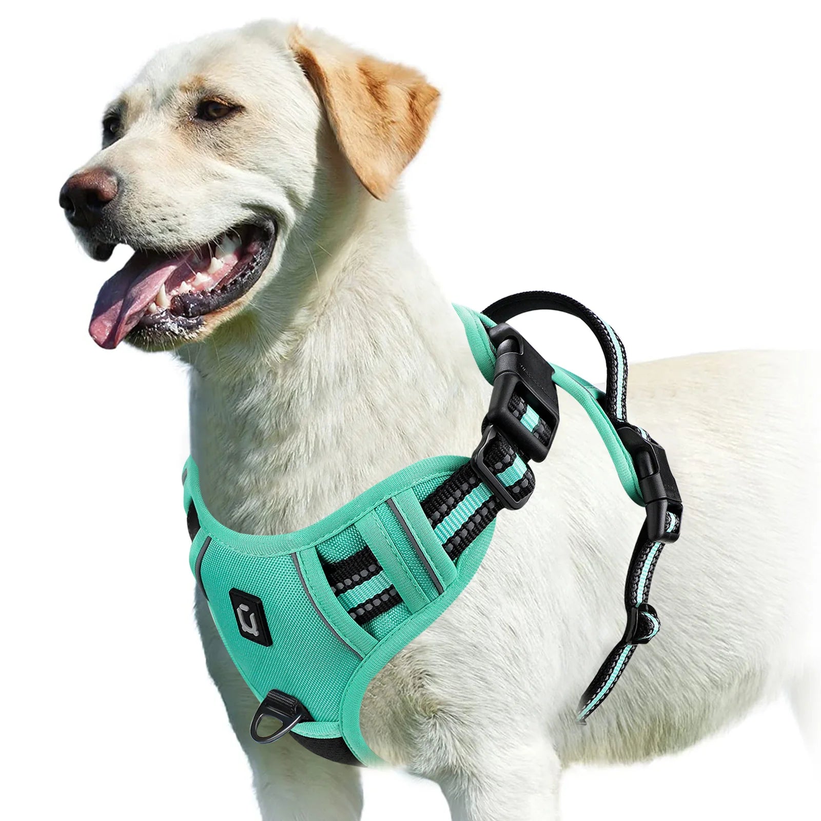 Dog Harness
