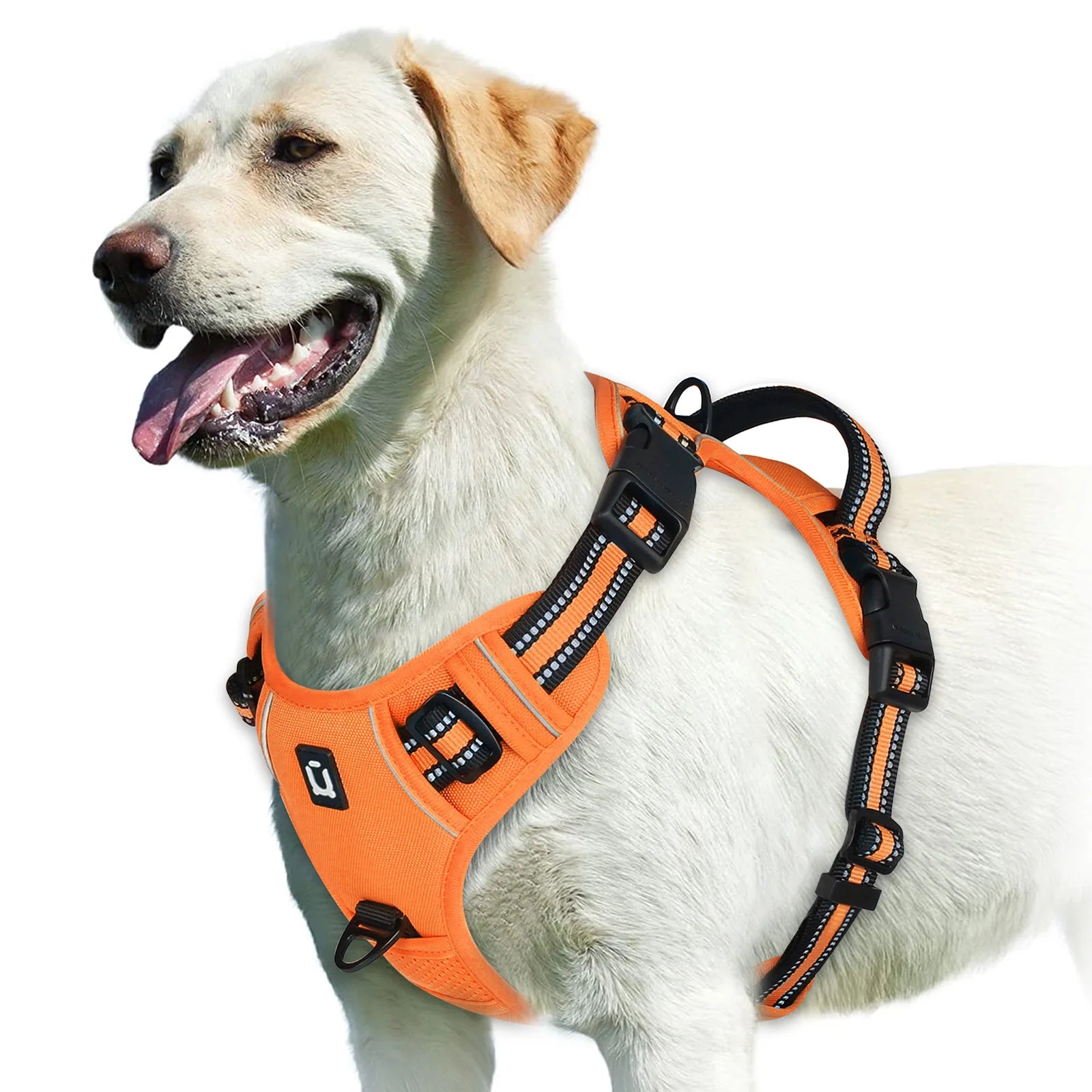 Dog Harness